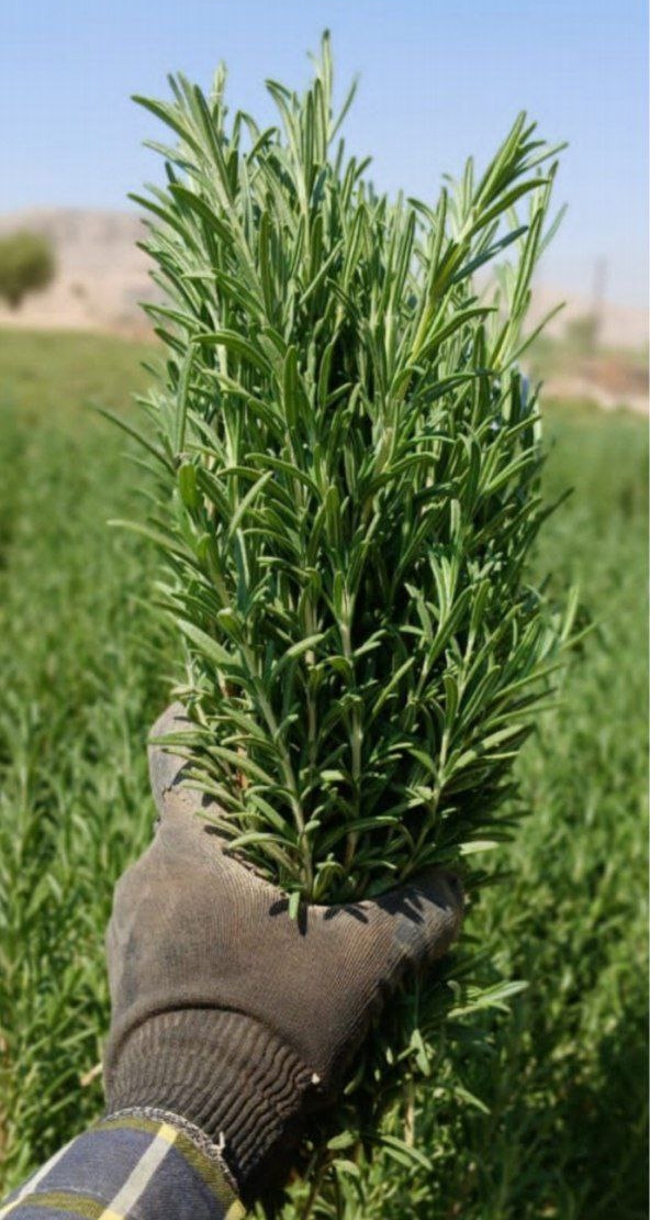 اسانس خالص رزماری