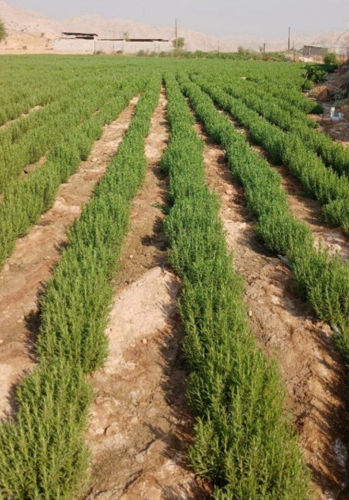 تولید اسانس خالص رزماری در تهران