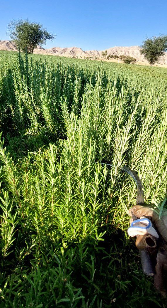 اسانس خالص رزماری