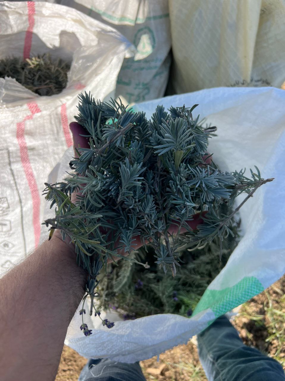 اسانس خالص گل و برگ اُسطوخودوس