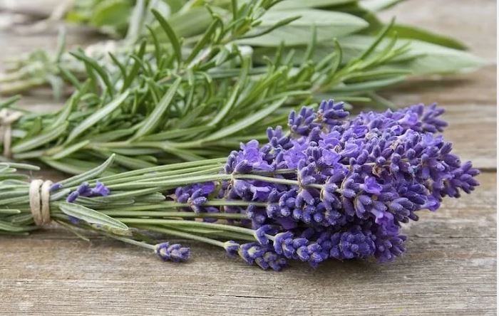 اسطوخودوس یا رزماری؟ کدام برای رشد مو موثرتر است؟