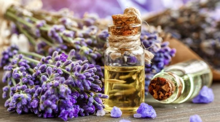 اسطوخودوس یا رزماری