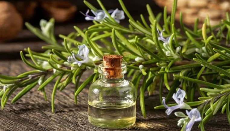 اسطوخودوس یا رزماری