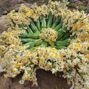 اسانس گل نرگس