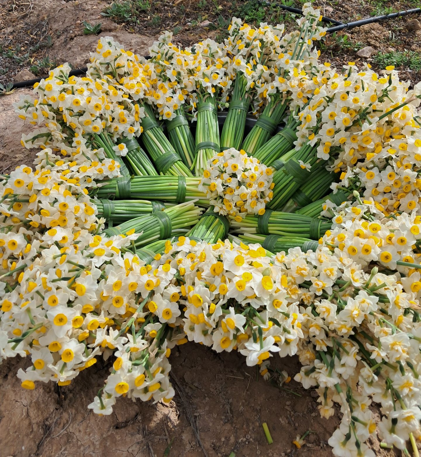 اسانس گل نرگس