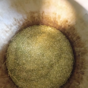 عصاره خالص بابونه آلمانی اصل