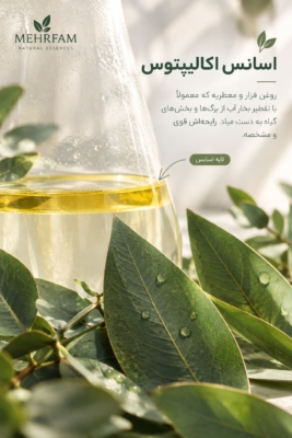اسانس اکالیپتوس خالص